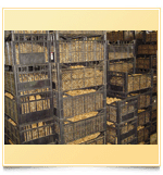 walnut production
